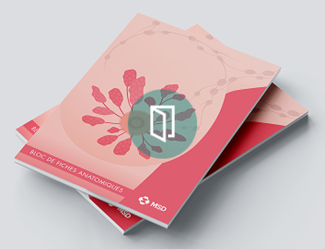 bloc de fiches anatomiques pour expliquer le cancer du sein