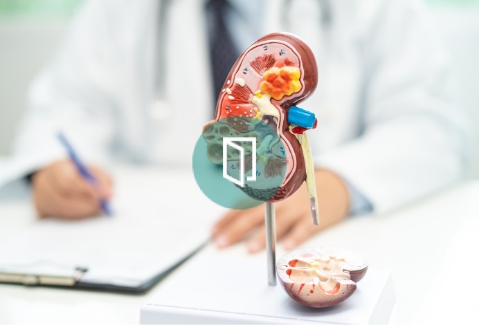 planches anatomiques rein