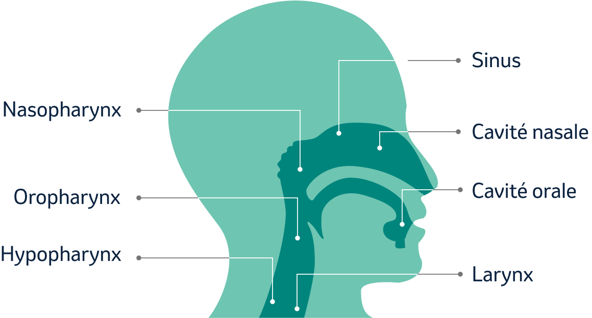 localisations cancer ORL