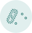 bactérie helicobacter pylori
