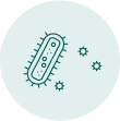 bactérie helicobacter pylori