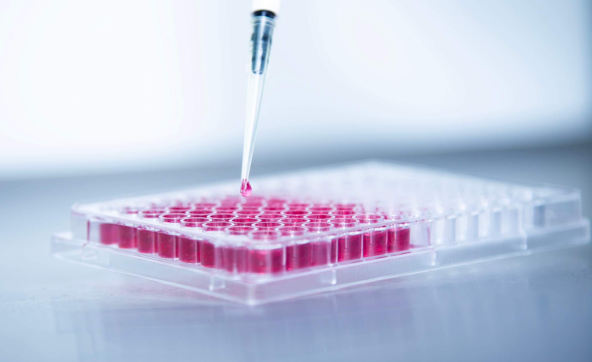 Pipette déposant une goutte rose dans une plaque 96 puits au laboratoire, expérimentation biomédicale précise.
